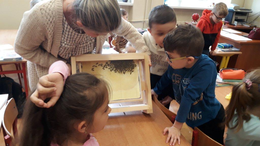 dzieci obserwują pszczoły w ramce
